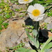 Ranunculus amplexicaulis - Photo (c) José María Escolano, algunos derechos reservados (CC BY-NC-SA)