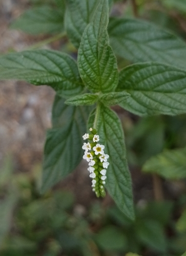Cola de alacrán (H. angiospermum) (Heliotropium angiospermum)