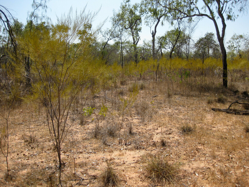 Jacksonia vernicosa