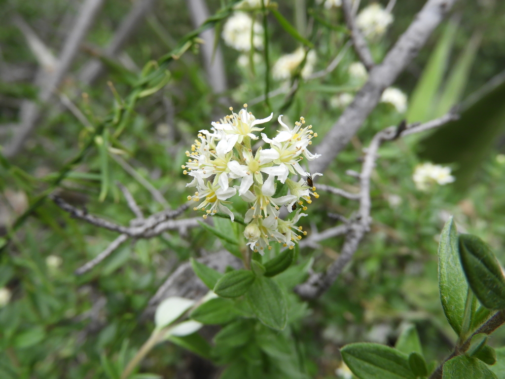 Fendlerella lasiopetala