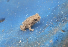 Rhinella horribilis