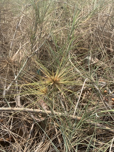 Spinifex littoreus iNat (2)