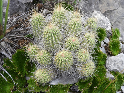 Echinocereus zapalinamensis