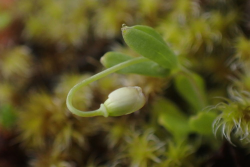 Image of Meconella oregana by no rights reserved
