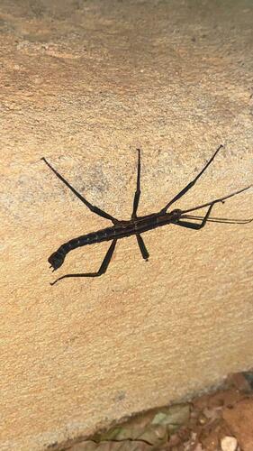 Urucumania sertaneja