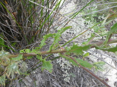 Osteospermum dentatum