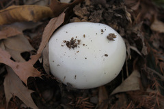 Amanita elliptosperma