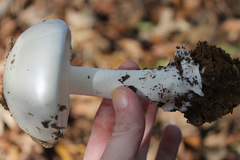 Amanita elliptosperma