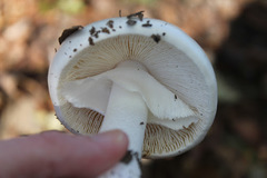 Amanita elliptosperma