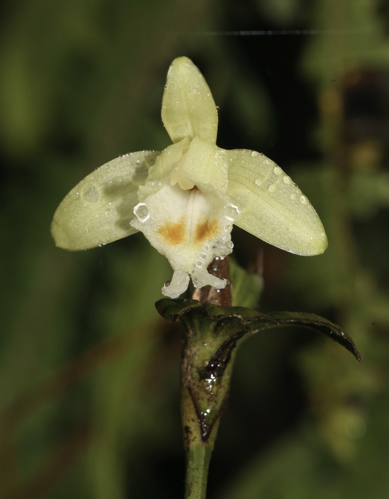Sobralia bimaculata