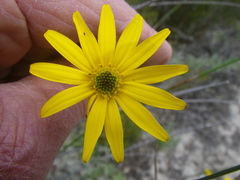 Osteospermum dentatum