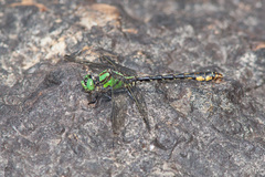 Ophiogomphus mainensis