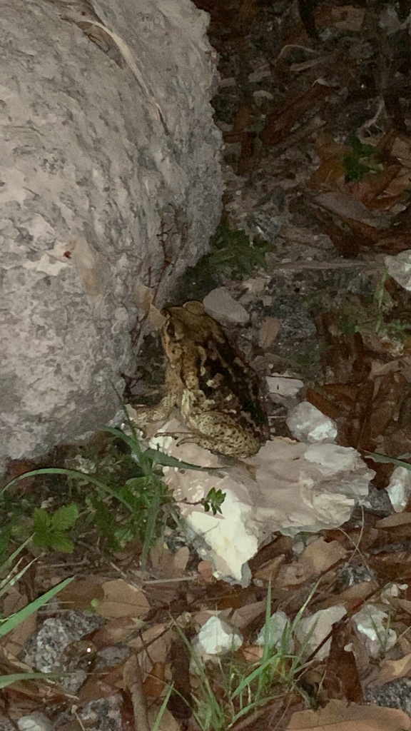 Cane Toad from Florida Atlantic University, Boca Raton, FL, US on April
