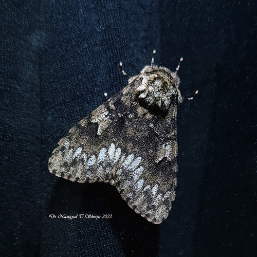 Lymantria serva Fabricius, 1793