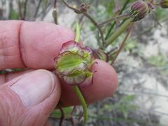 Osteospermum dentatum