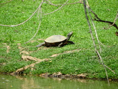 Trachemys scripta elegans