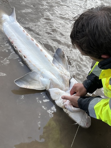 Columbia sturgeon (Acipenser transmontanus) — Acipenseridae — 2