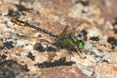 Ophiogomphus mainensis