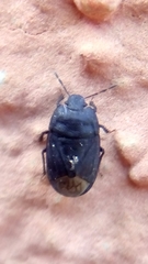 Ochetostethus