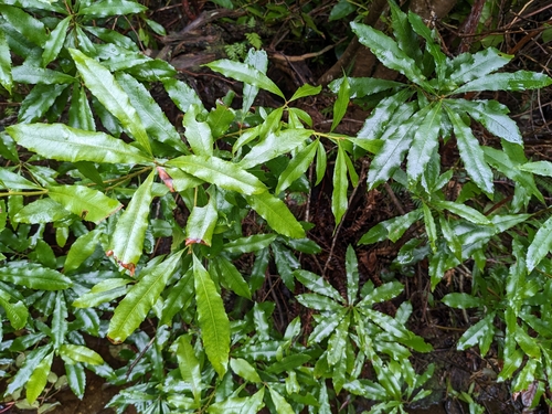 Morella californica