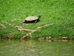 Trachemys scripta elegans