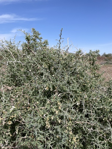 Pale desert-thorn (Lycium pallidum)