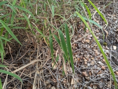 Melinis minutiflora, recorded vegetative