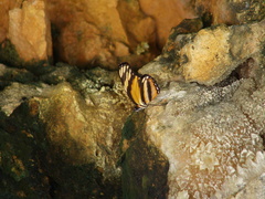 Eresia phillyra phillyra