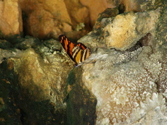 Eresia phillyra phillyra