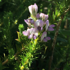 Aspalathus cephalotes violacea