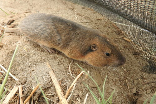 Southern California Pocket Gopher