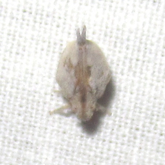 Mistharnophantia