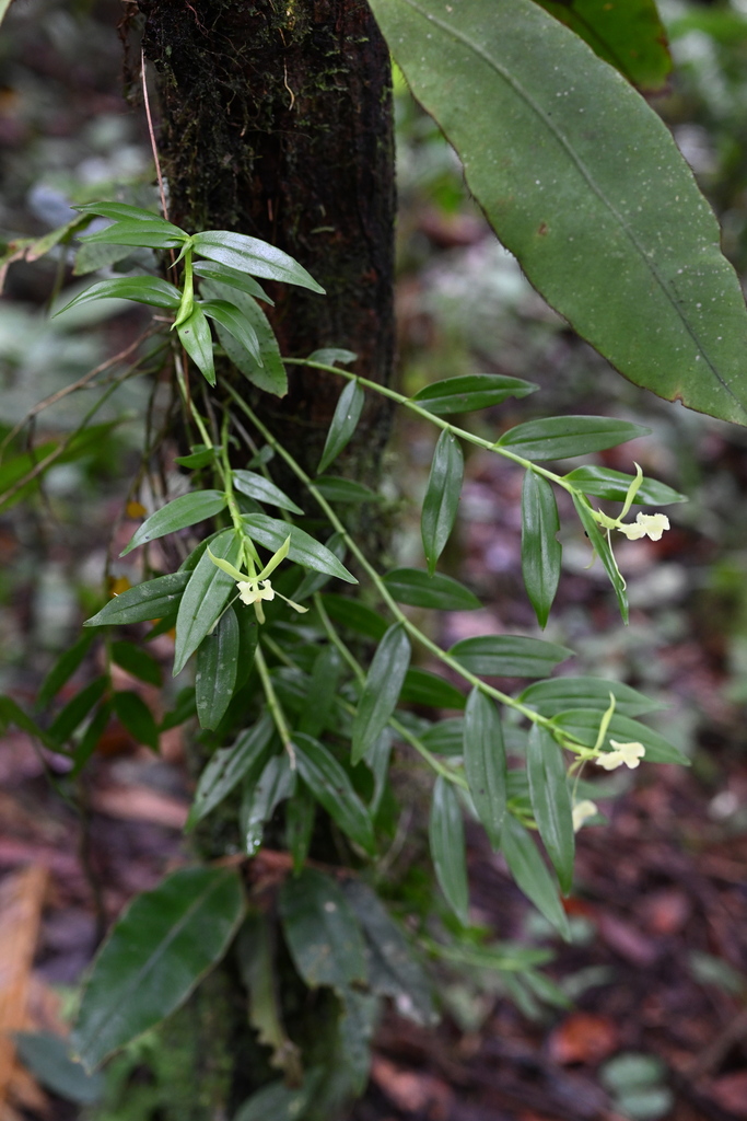 Epidendrum suinii
