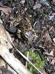 Pristimantis bogotensis