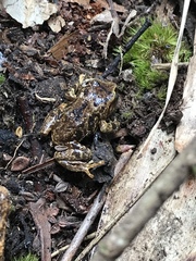 Pristimantis bogotensis