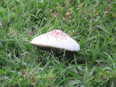 Chlorophyllum molybdites image