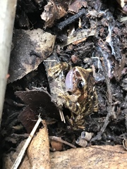 Pristimantis bogotensis