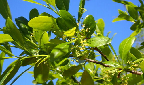 Swamp tupelo (Nyssa biflora)