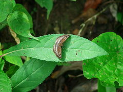 Quadrus cerialis