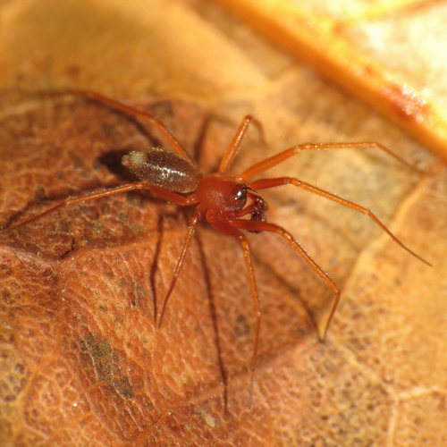 Atypical Money Spider