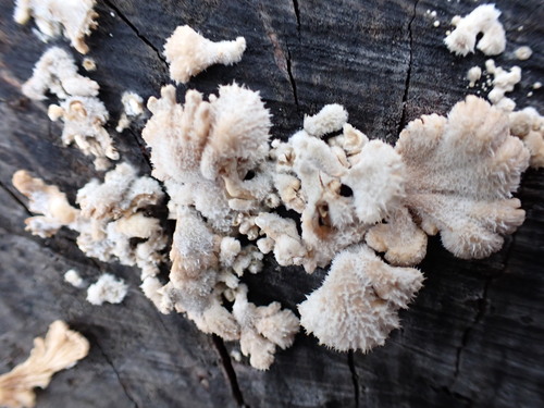 Schizophyllum commune