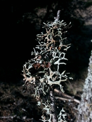 Hypogymnia inactiva