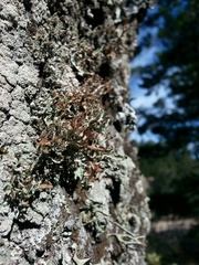 Platismatia stenophylla