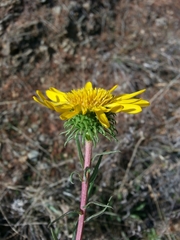 Grindelia camporum