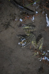 Lithobates neovolcanicus