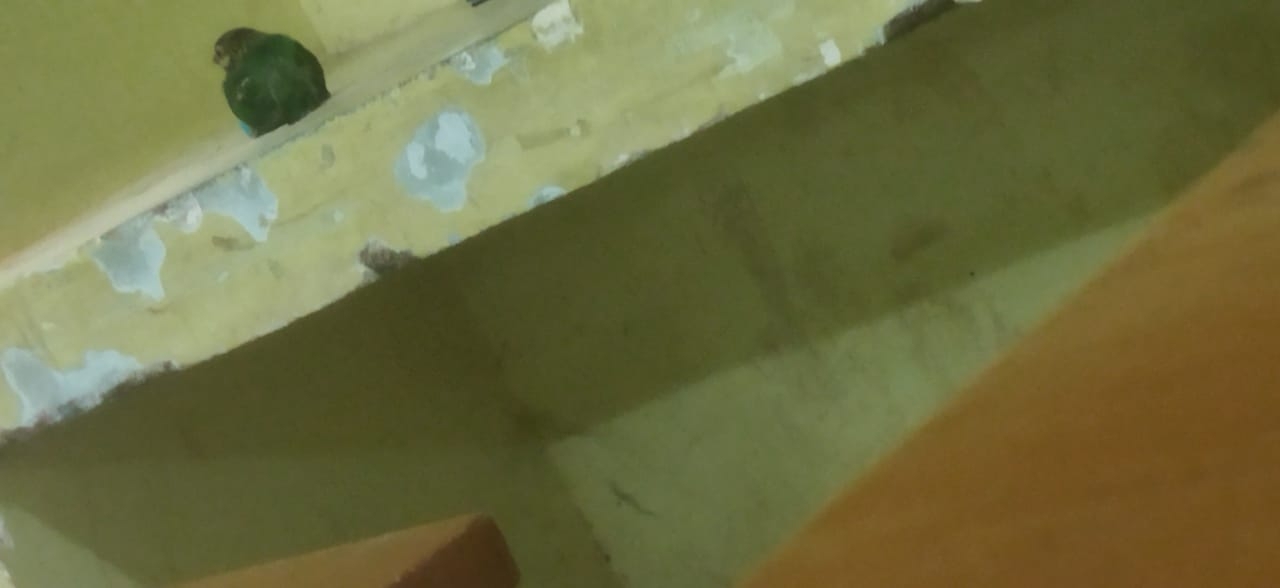 White-cheeked Barbet