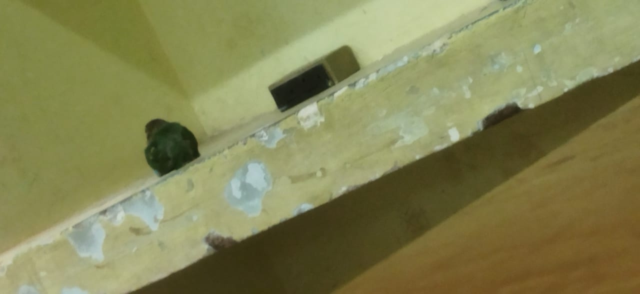 White-cheeked Barbet