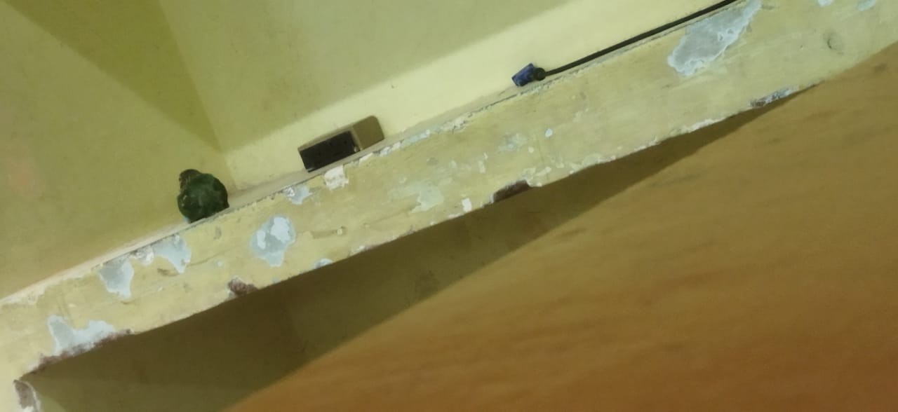 White-cheeked Barbet