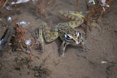 Lithobates neovolcanicus