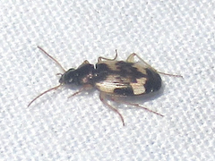Tetragonoderus fasciatus